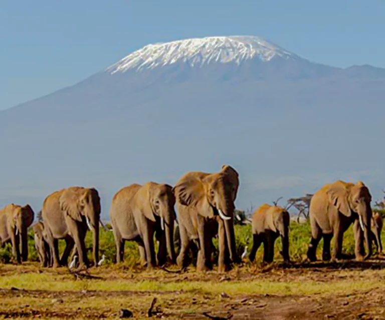 elephants_mountain_kilimanjaro