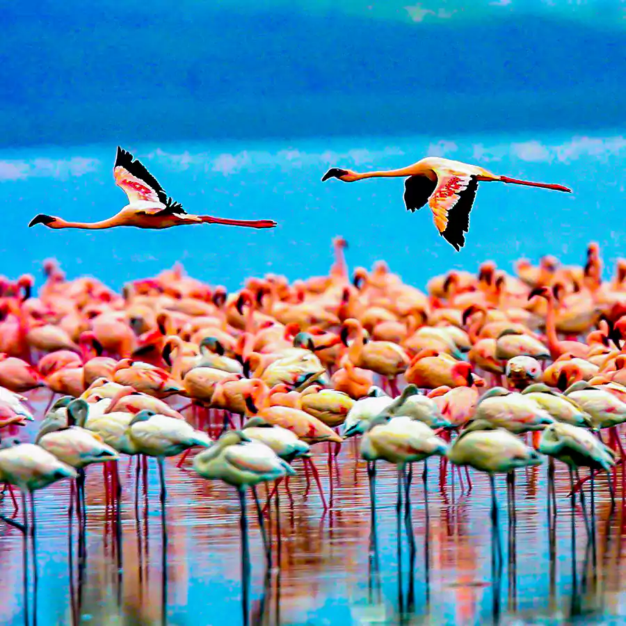 flamingos_on_lake_manyara