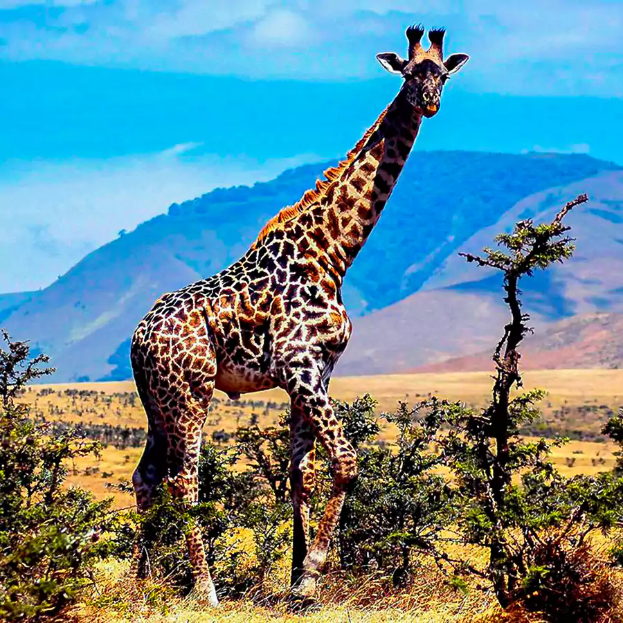 giraffe_in_serengeti_national_park