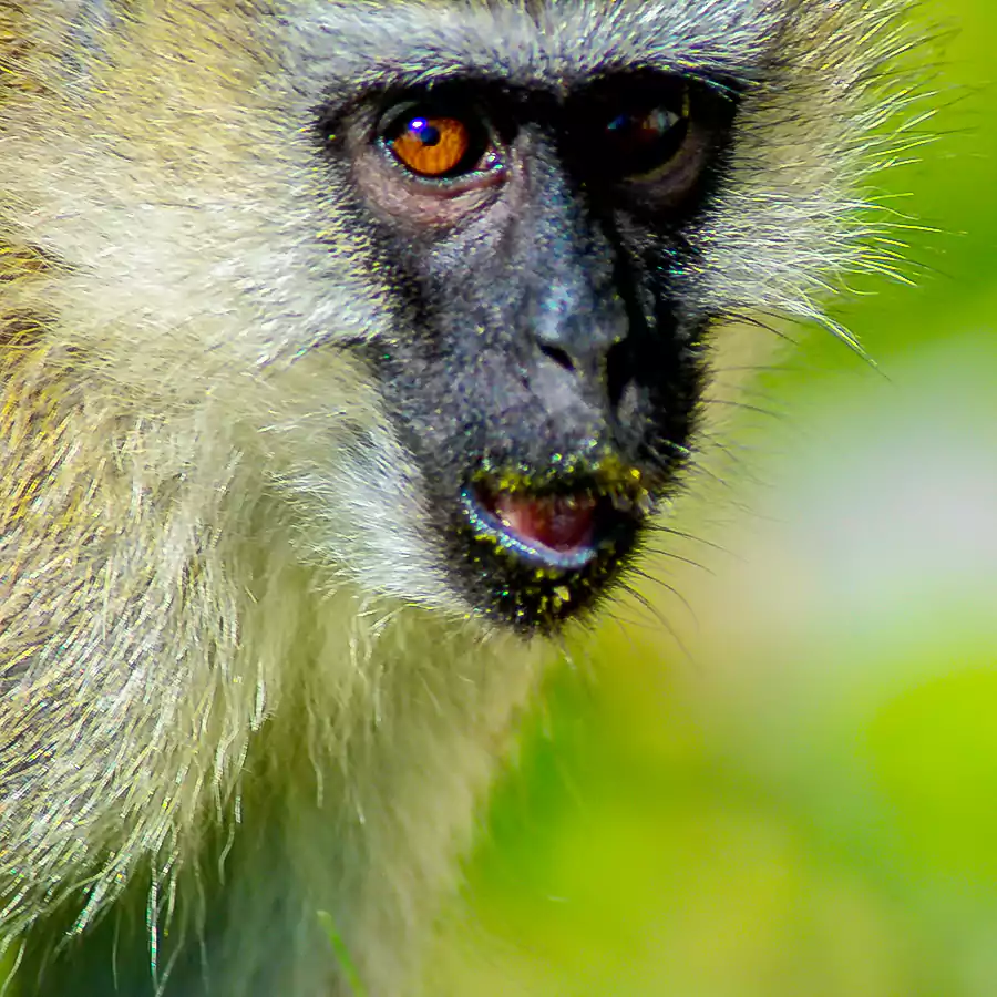 golden_monkey_in_kibaale_national_park