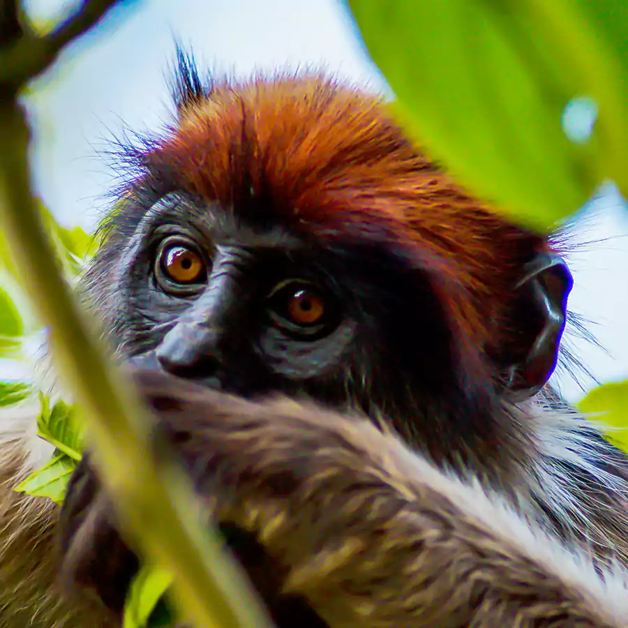 golden monkey in kibale national park 1