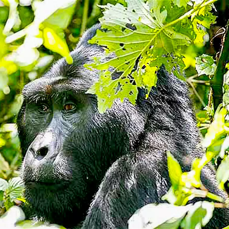 gorilla_bwindi_impenetrable_national_park