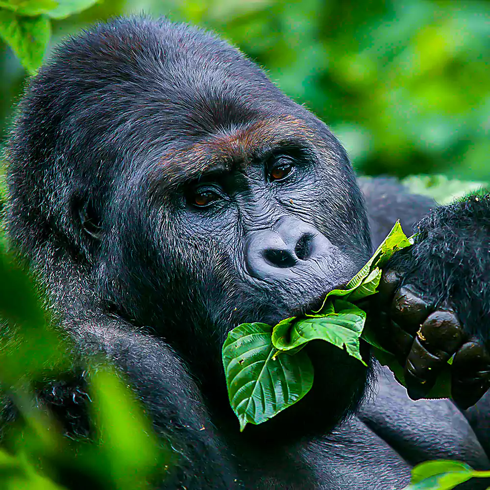 gorilla_eating_leaves