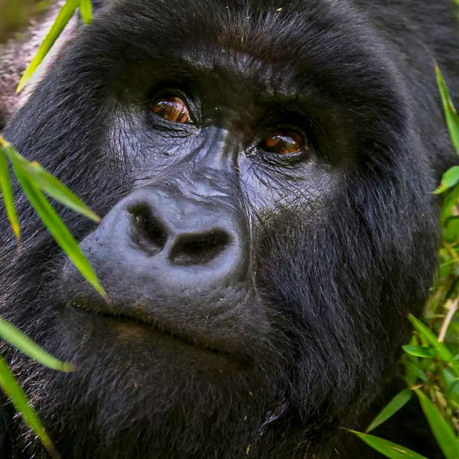 gorilla in bwindi impenetrable national park 1