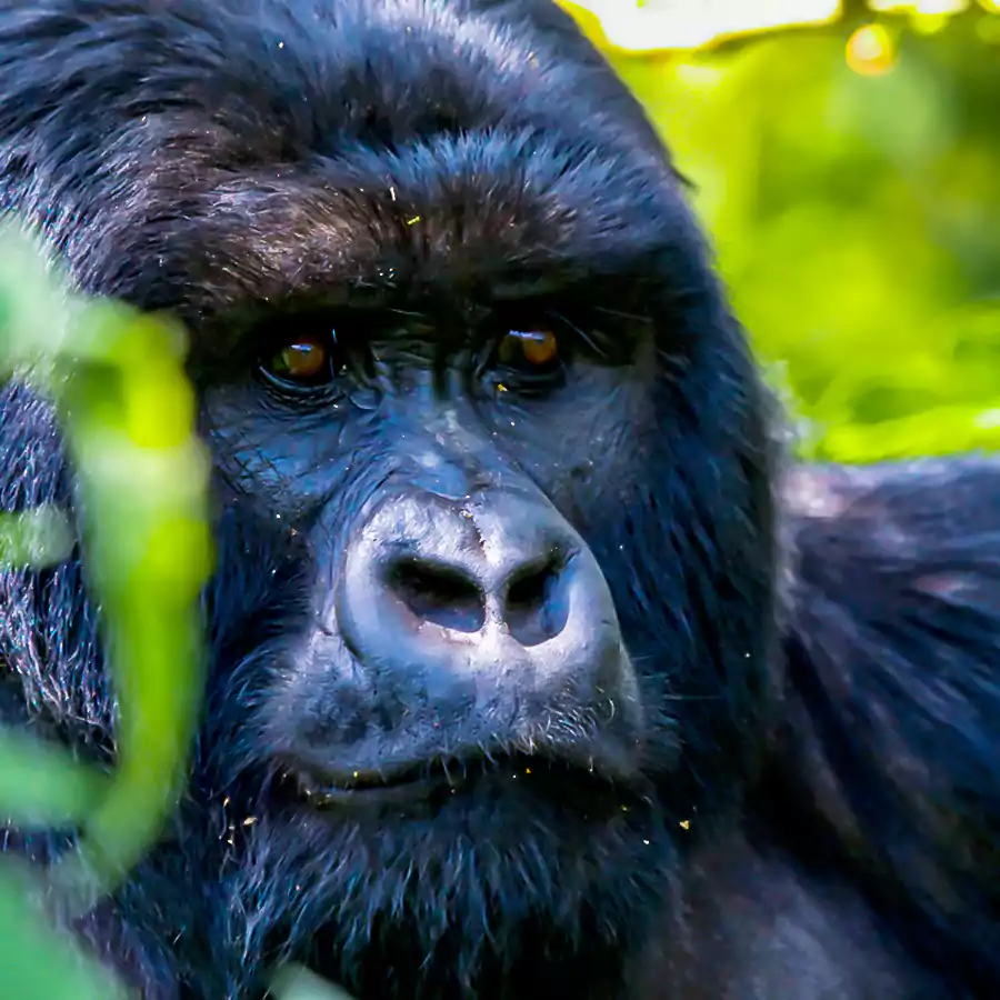 gorilla in bwindi impenetrable national park 2 1