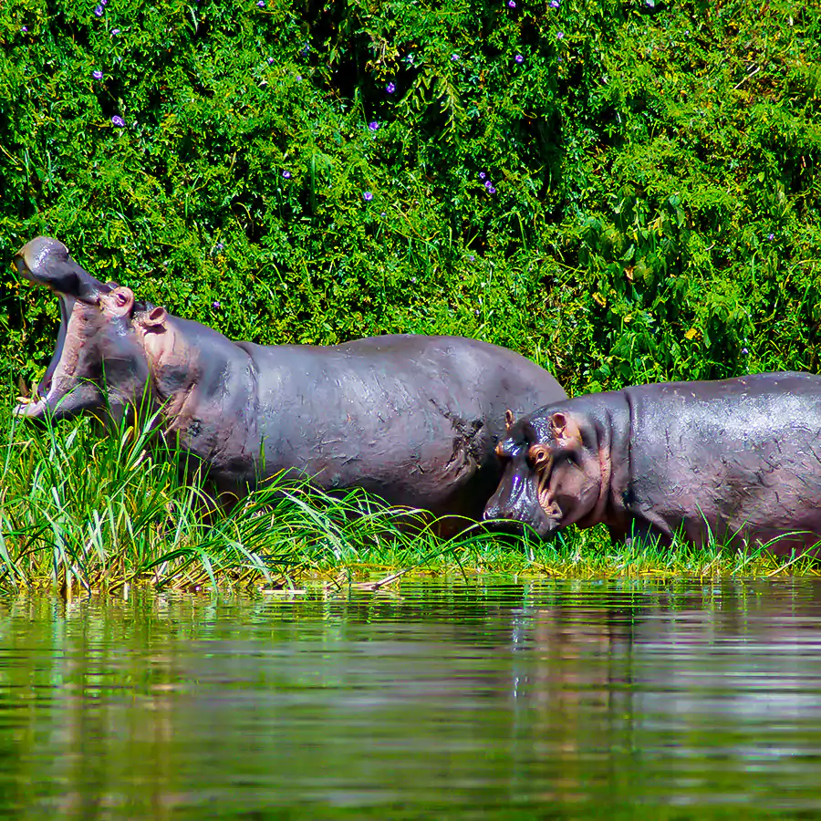 hippopotamus