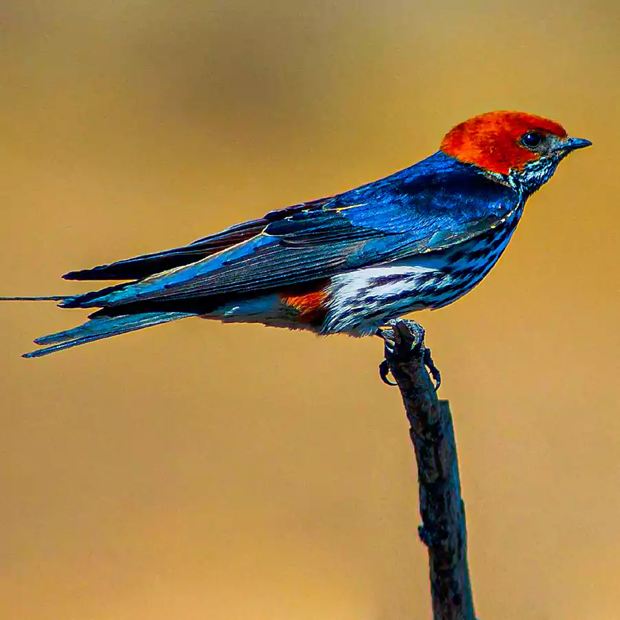 hirundo_abyssunica