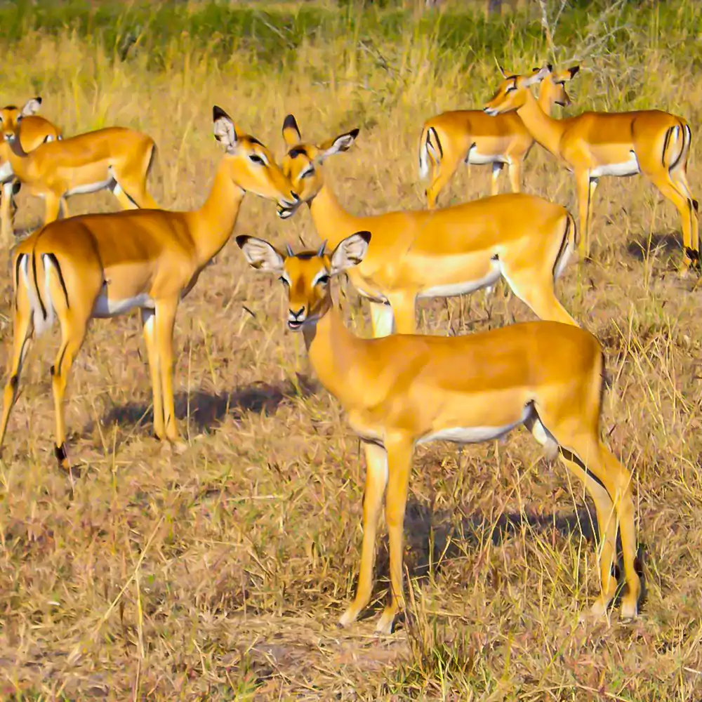 kobs_in_ngungwe_national_park