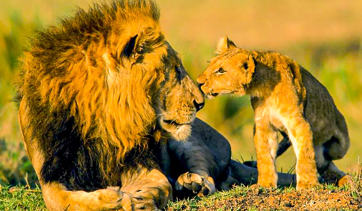 lions in akagera national park 1