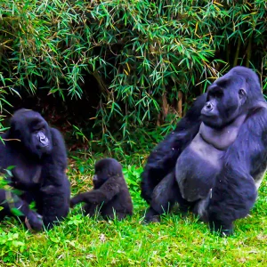 3 Days Gorilla Rwanda Tour