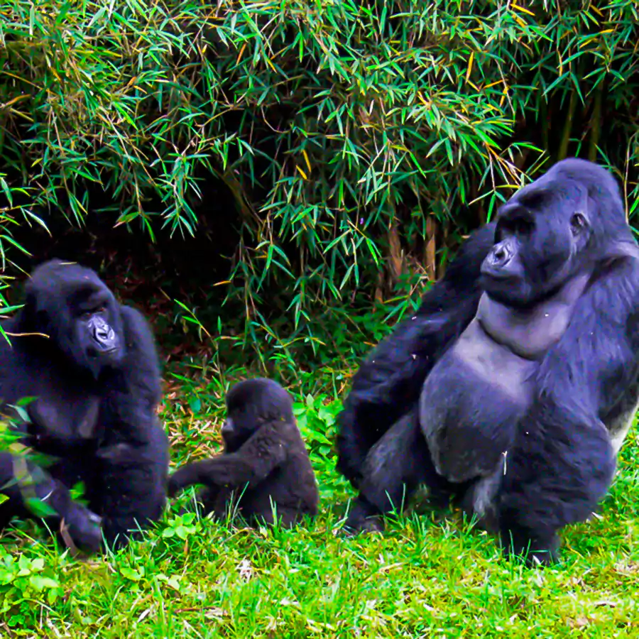 mountain-gorillas-in-rwanda