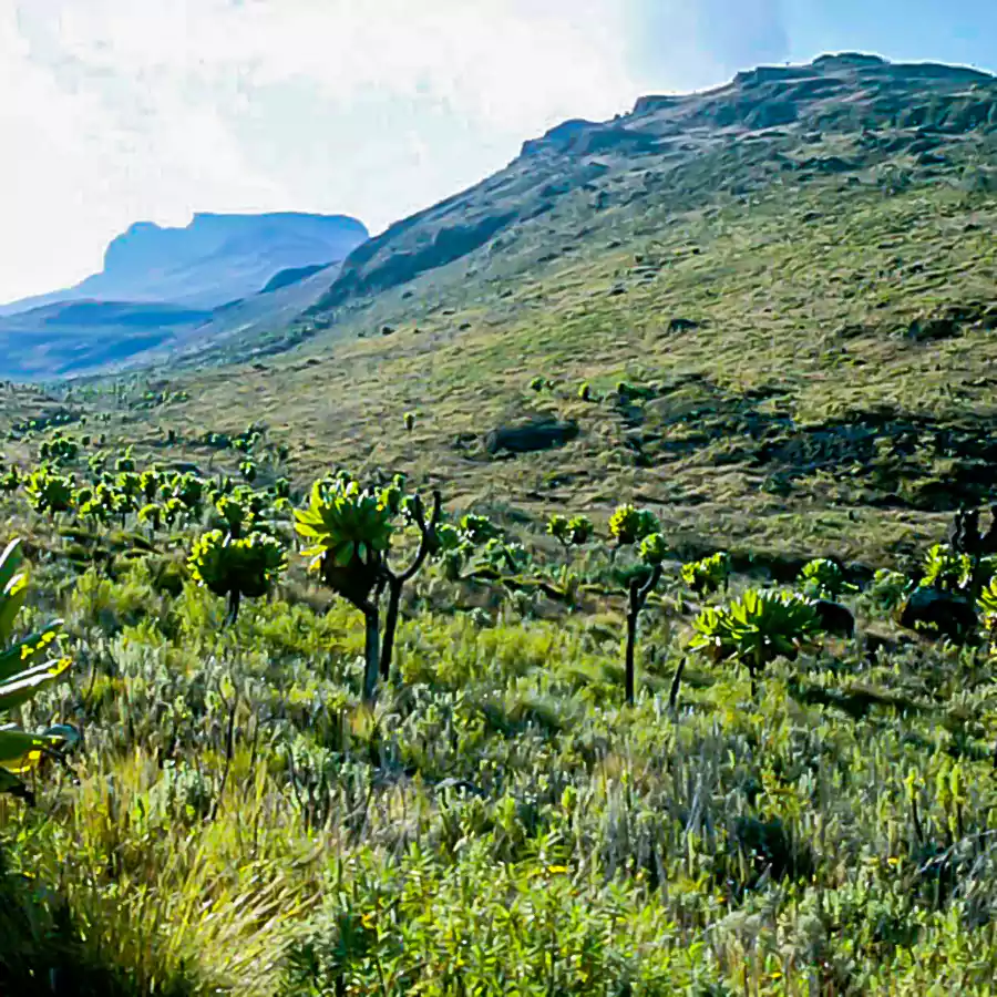 mountain_elgon_national_park.webp