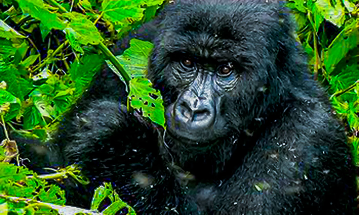 mountain_gorilla_in_akagera_national_park