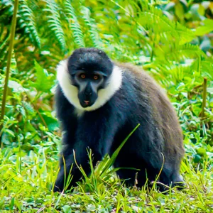 4 Days Nyungwe Chimp Safari