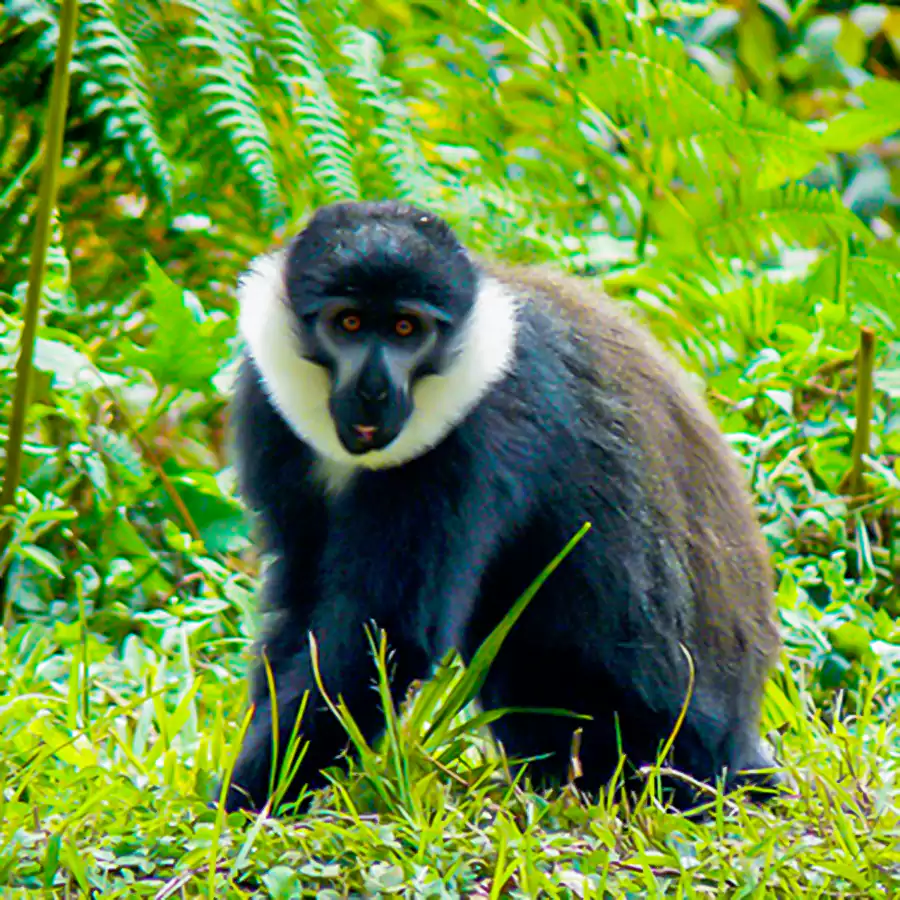 nyungwe-primate