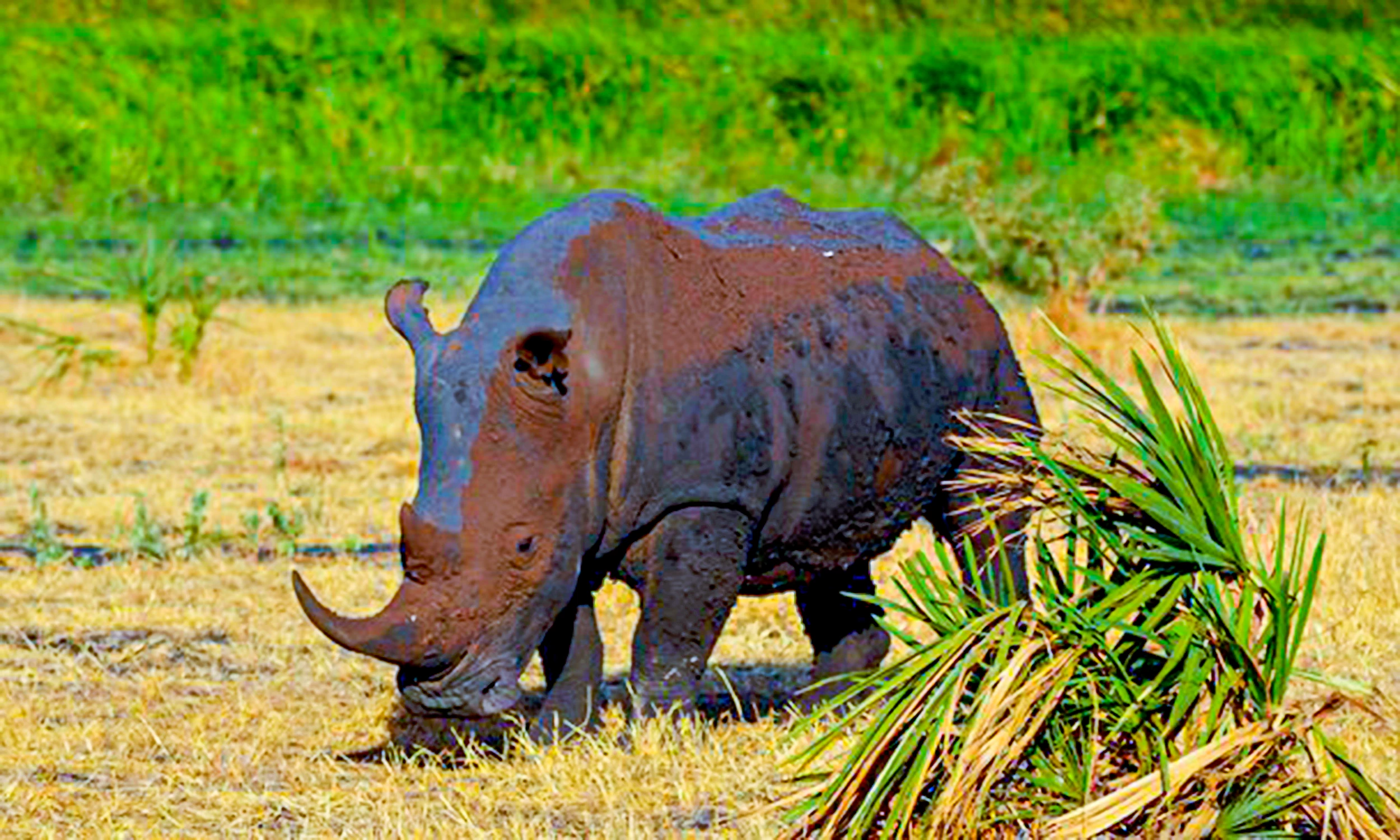 rhino_in_meru_national_park