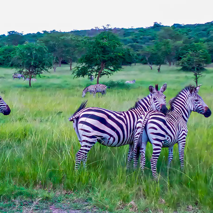 zebras_in_lake_mburo_national_park