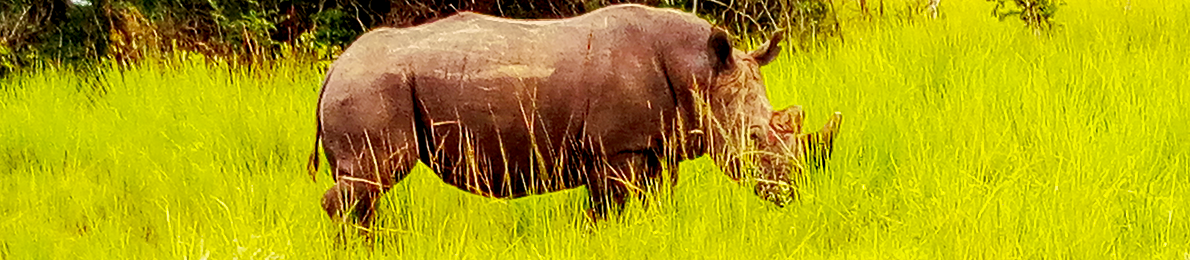 hippopotamus_uganda_safaris_cover_photo