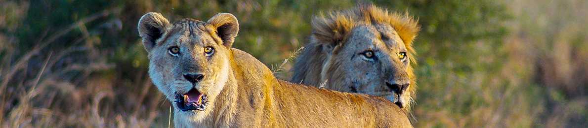 lions_in_kidepo_valley_national_park