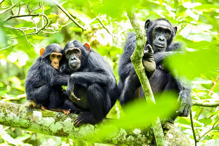 Chimpanzees in Uganda kibale national park 1