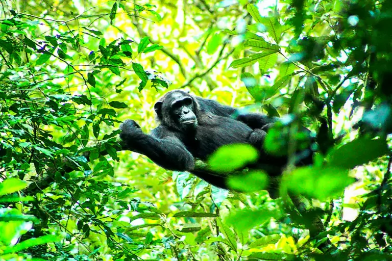 kibale_forest_chimpanzee