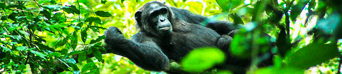 Kibale Forest Chimpanzee low res