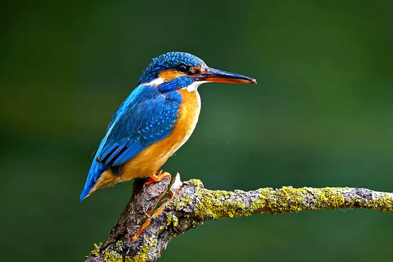 african dwarf king fisher