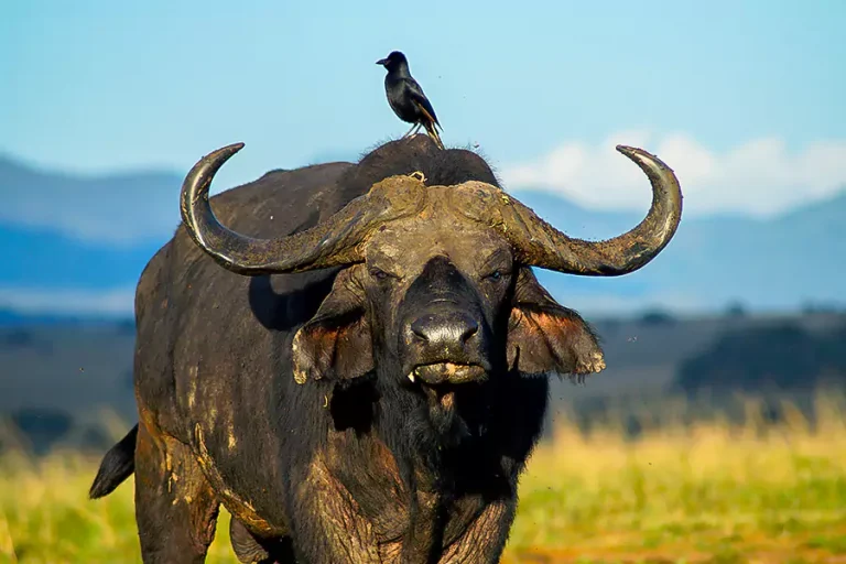 buffalo kidepo valley national park