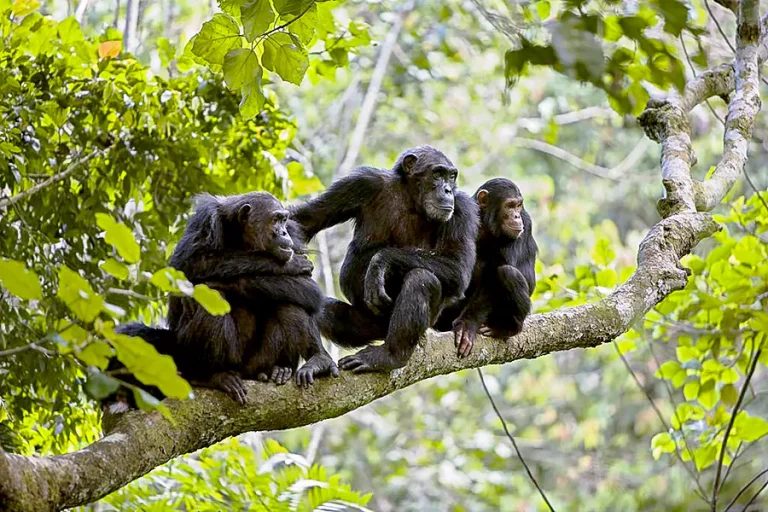 chimp_family