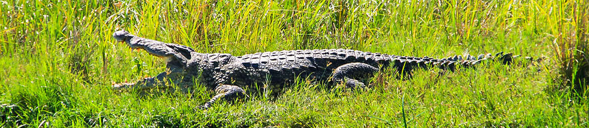 crocodile queen elizabeth national park 1