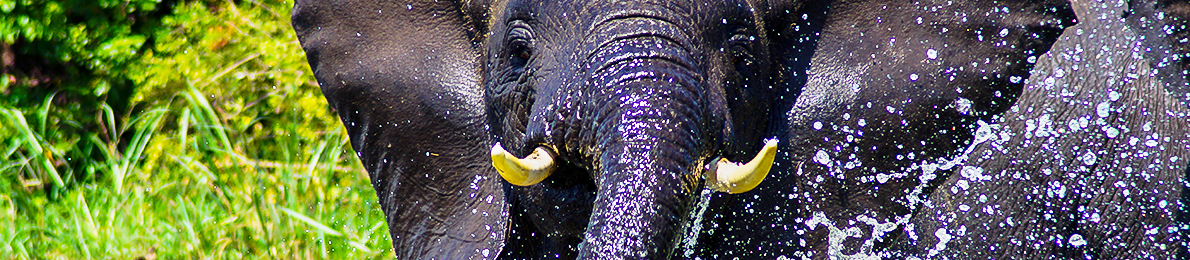 elephant_in_queen_elizabeth_national_park_cover_photo