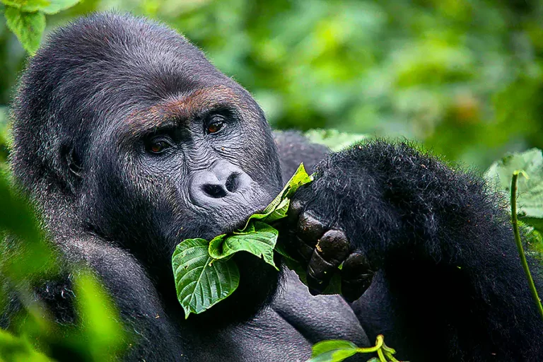 gorilla eating leaves in bwindi impenetrable national park