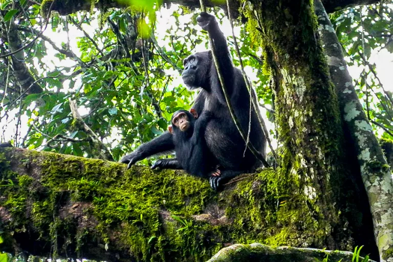 gorilla_in_bwindi_impenetrable_national_park