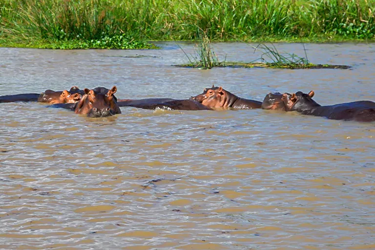 hippopotamus_in_water