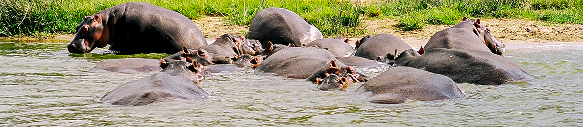 hippos_in_water_cover_photo