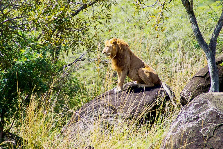 lion_queen_elizabeth_national_park