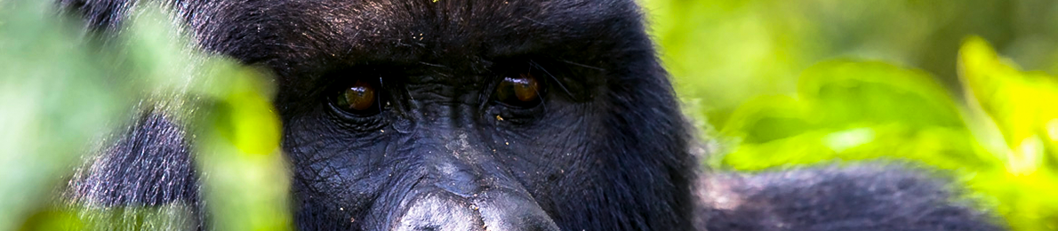 mountain_gorilla_bwindi_impenetrable_forest