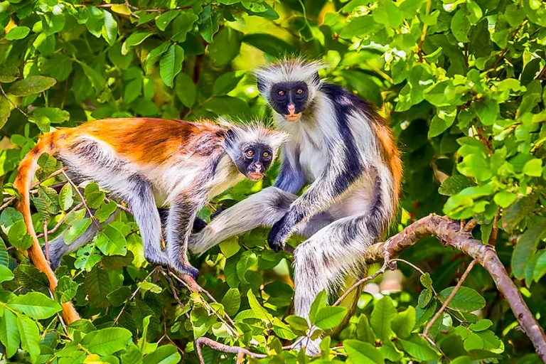 red_colobus_monkey