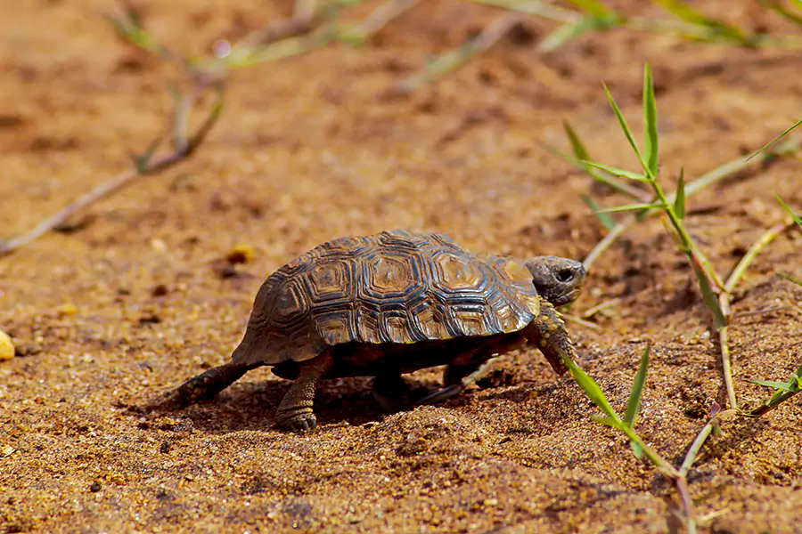 turtoise_kidepo_valley_national_park