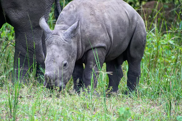 young_rhino_eating_grass_ziwa_rhino_sanctuary