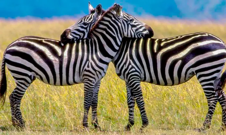 zebras_in_kidepo_valley_national_park