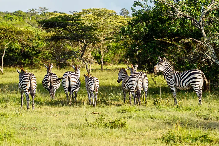 zebras_in_lake_mburo_national_park