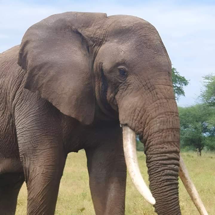 elephant