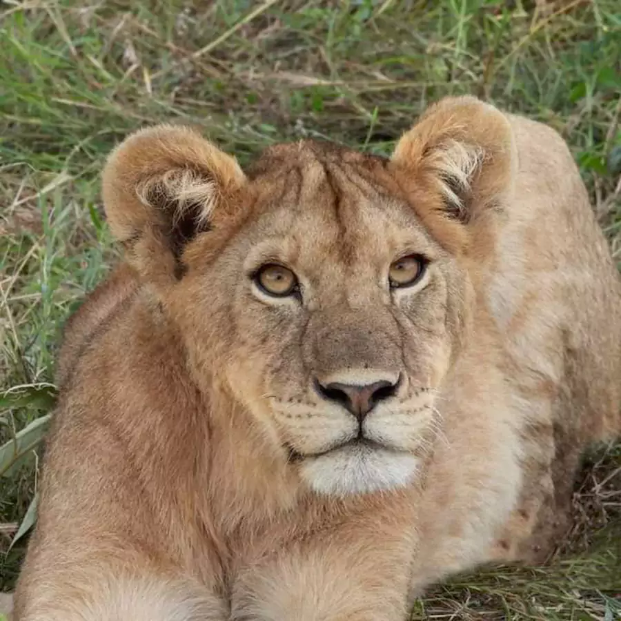 female_lion